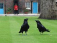 /album/photo-gallery/a800px-london-tower-ravens-jpg/